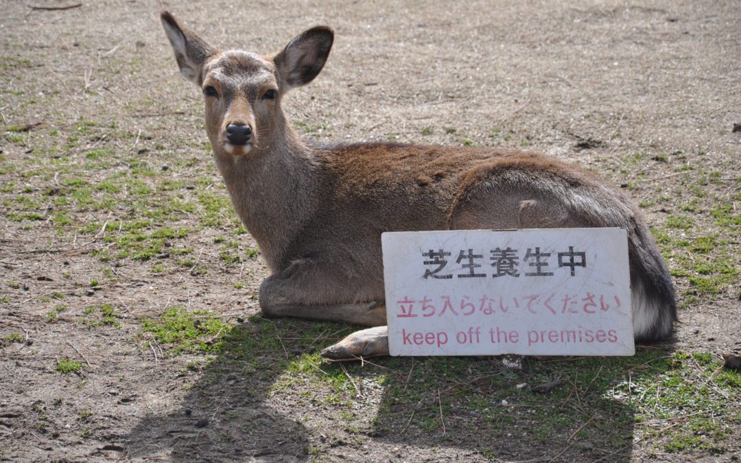 Oh Deer Deer everywhere – a day trip to Nara from Kyoto or Osaka