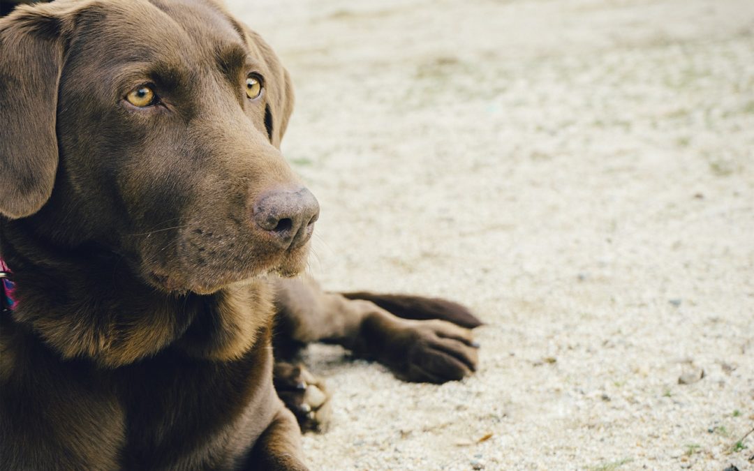 A case against “emotional support animals” on airplanes