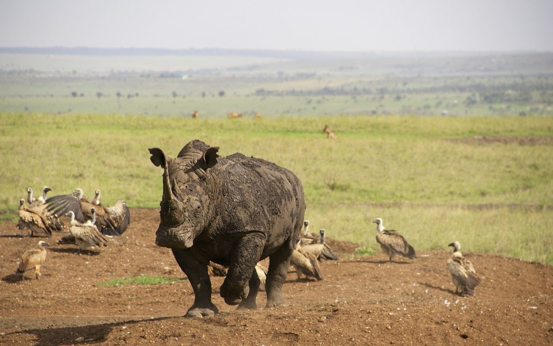 New York, Atlanta, Seattle or Houston to Nairobi: $548+ Round Trip Including Checked Bags