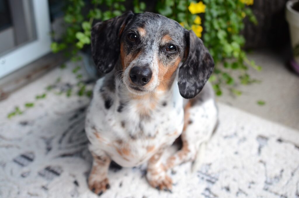 a dog sitting on a rug