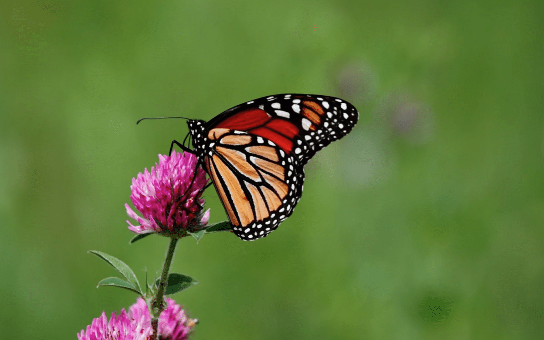 How I Murdered Thousands Of Butterflies In West Texas (And Why)