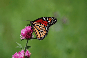 a butterfly on a flower